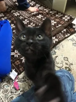 くうちゃん 様のお迎えした子猫