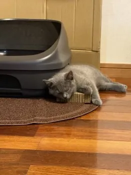 ちいくん 様のお迎えした子猫
