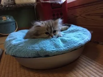 マイミ 様のお迎えした子猫