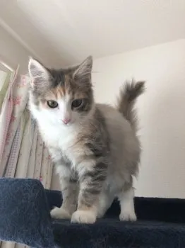 もも 様のお迎えした子猫