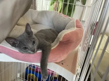 mura 様のお迎えした子猫