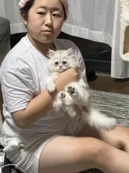 はなまる 様のお迎えした子猫