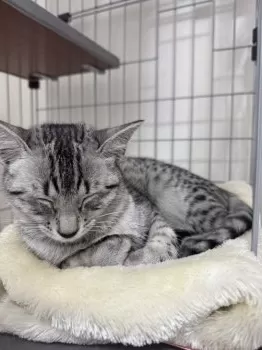 D.Ｉ 様のお迎えした子猫