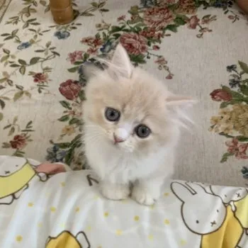 R 様のお迎えした子猫