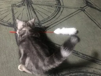 alice0714 様のお迎えした子猫