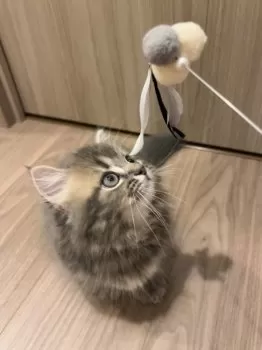 A 様のお迎えした子猫