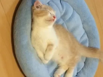 めいちゃんママ 様のお迎えした子猫