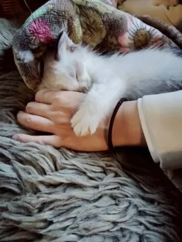 M.Y 様のお迎えした子猫