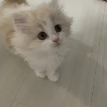 おた 様のお迎えした子猫