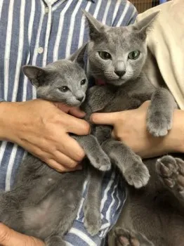 まどか 様のお迎えした子猫