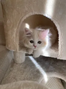 まーさん 様のお迎えした子猫