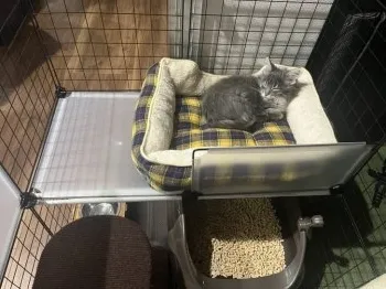 K 様のお迎えした子猫