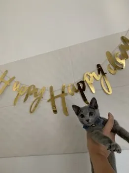 えり 様のお迎えした子猫