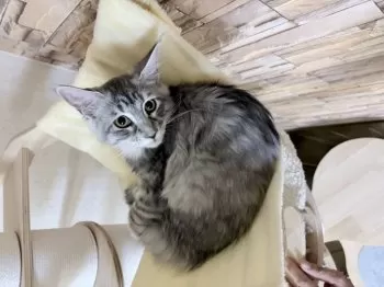 Y.S 様のお迎えした子猫