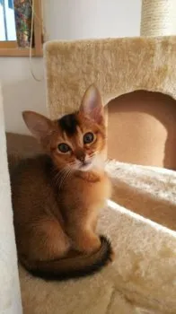 りく母ちゃん 様のお迎えした子猫