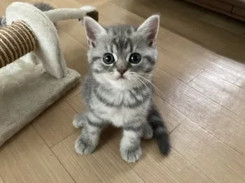 ぷっち 様のお迎えした子猫