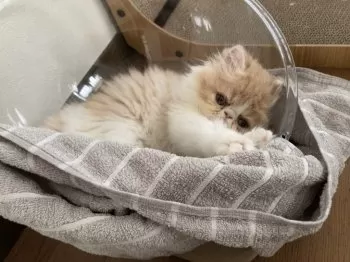 まさ 様のお迎えした子猫