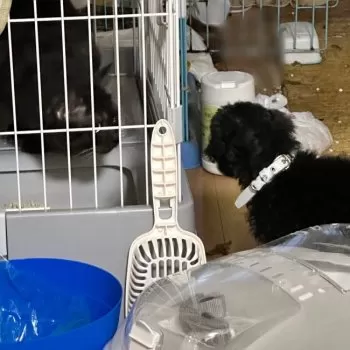 A.D 様のお迎えした子猫