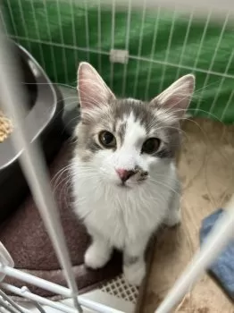 まみ 様のお迎えした子猫