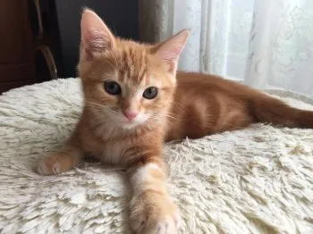 ニャンころりん 様のお迎えした子猫