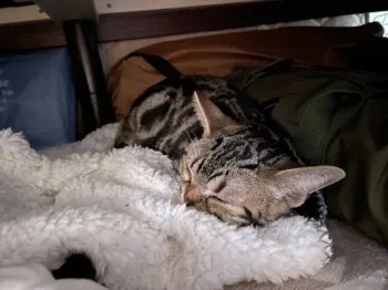 デネボラ 様のお迎えした子猫