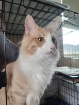 ちーば 様のお迎えした子猫