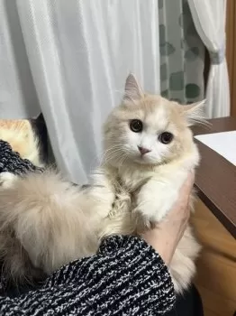 K.Y 様のお迎えした子猫