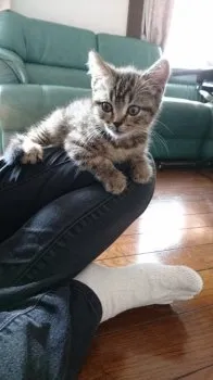トラちゃんママ 様のお迎えした子猫