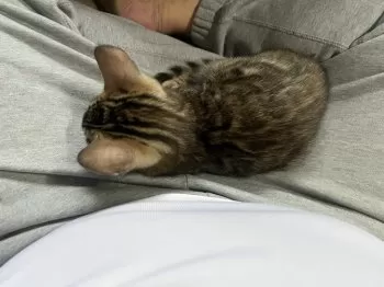 Ｉ.K 様のお迎えした子猫