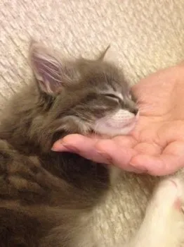 しのえり 様のお迎えした子猫