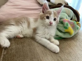 しんた 様のお迎えした子猫