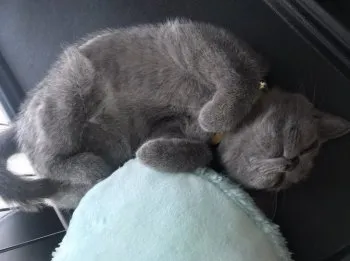 まりりんこ♪ 様のお迎えした子猫