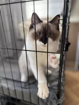 T.T 様のお迎えした子猫