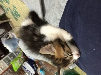 シロウマル 様のお迎えした子猫