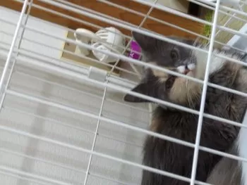 C.Y 様のお迎えした子猫