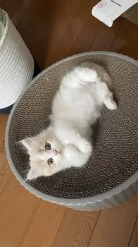 M.U 様のお迎えした子猫