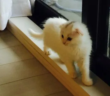 キキ 様のお迎えした子猫