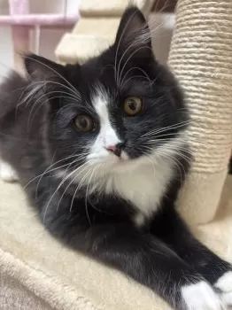れな 様のお迎えした子猫