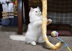 アポロママ 様のお迎えした子猫