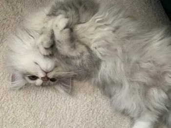 S.A 様のお迎えした子猫