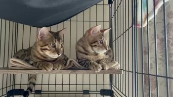 A.B 様のお迎えした子猫