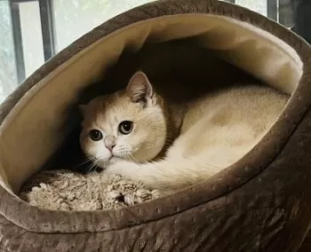 M.T 様のお迎えした子猫