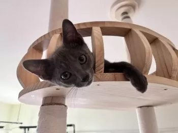 maki 様のお迎えした子猫
