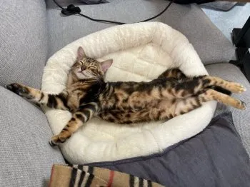 ogg 様のお迎えした子猫