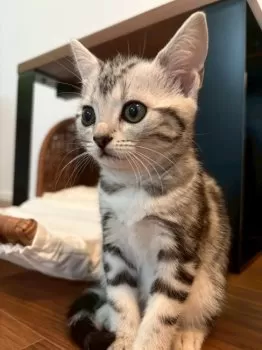 T.Y 様のお迎えした子猫