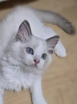 ぶるてん 様のお迎えした子猫