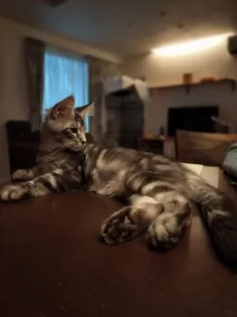 M.Ｉ 様のお迎えした子猫