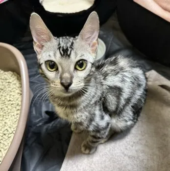 K.M 様のお迎えした子猫