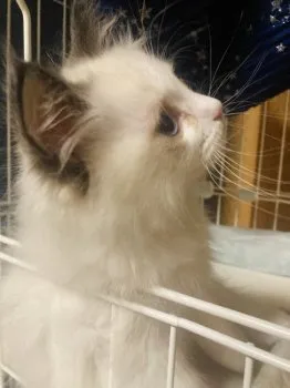 Nuts 様のお迎えした子猫