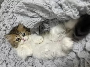 S.H 様のお迎えした子猫